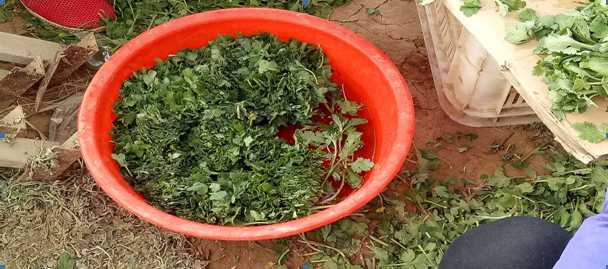 菊花苗的培育過(guò)程