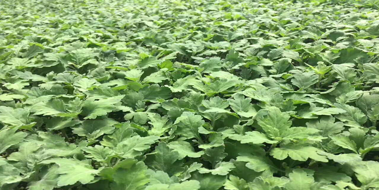 菊花苗的培育過(guò)程